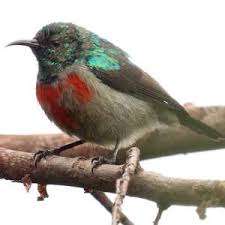 Image result for Secamone stuhlmannii