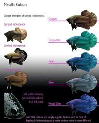 siamese fighter iridescence chart betta fish types betta