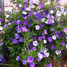 The film won the academy award for best foreign language film at. Pin By Elizabeth Fischer On For The Home Purple Plants Plants Shade Plants