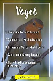 Vogel Einfach Identifizieren 5 Schritte In 2021 Animals Parrot