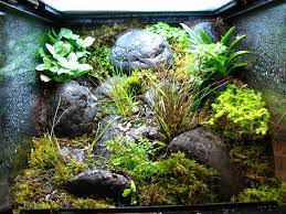Pin On Vivarium