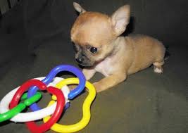 Black Apple Head Chihuahua This Beautiful Girl Is A Fawn Color With A Black Mask Very Tiny Baby Apple Head Chihuahua Chihuahua Puppies Chihuahua