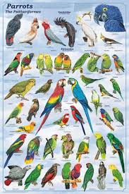 pin on parrots