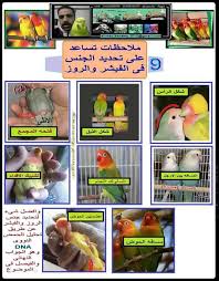 كيفيه تحديد الجنس فى الفيشر والروز أسرار ومعلومات عن هوايه تربية طيور الزينة فيسبوك