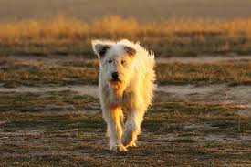 The romanian mioritic shepherd dog has a massive body that is fully covered with abundant long and fluffy, light colored hair. Romanian Mioritic Shepherd Dog Dog Breed Information American Kennel Club