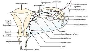 Round ligament of the uterus. Easy Notes On Uterus Learn In Just 4 Minutes Earth S Lab