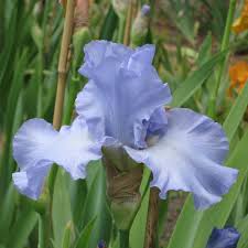 A very old genus of plants Stunning Blue Bearded Iris The English Iris Company