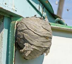Hornet removal requires extensive and prolonged efforts regardless of whether you're trying to get rid of hornets naturally, to remove a hornet's nest. How To Remove A Hornets Nest Kill The Wasps