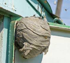 I did not get contacted nor did i have service set up. How To Remove A Hornets Nest Kill The Wasps