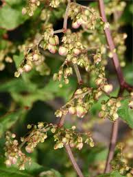 Image result for Rumex sagittatus
