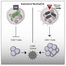 Motel 6 carson is located on e. Suppressive Neutrophils Require Pim1 For Metabolic Fitness And Survival During Chronic Viral Infection Sciencedirect
