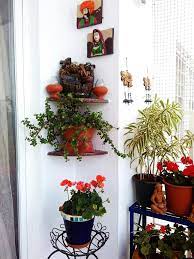 Cascading Jade Plant My Bloomingdale Plants Jade Plants Balcony Decor