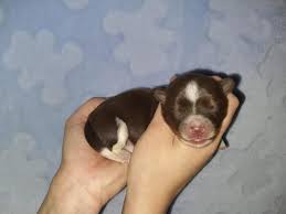 This gentle breed is a good team player and is usually quick to assimilate with other dogs and even cats. Biro Yorkie Boy Paarl Dogs Puppies Public Ads 159228