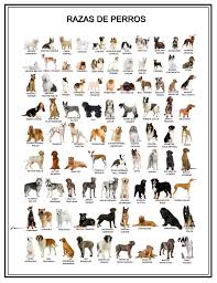 Descubre todas las razas de perros que existen; Razas De Perros Fondo De Pantalla 1 Razas De Perros Perros Razas De Perros Grandes