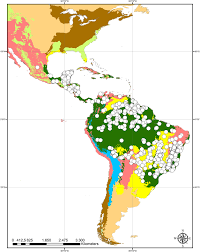 Image result for Flabellariopsis acuminata