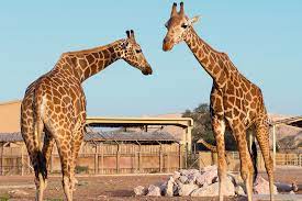 Combo tickets are currently unavailable; Al Ain Zoo Attractions Time Out Dubai