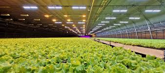 Led grow lights are without question the most efficient lighting type available resulting in huge savings on your power bill. Greenhouse Led Grow Lights Greenhouse Lighting System Enlitehorti