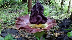 Kumpulan mewarnai gambar bunga indonesia alamendah s blog laman 2. Warga Heboh Dengan Penemuan Bunga Bangkai Rafflesia Arnoldi Di Bangkalan Madura Youtube