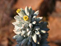 Kalanchoe Thyrsiflora Paddle Plant World Of Succulents Paddle Plant Plants Blooming Succulents