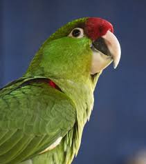 Image result for parrot