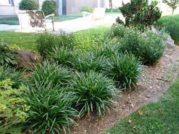 Pin By Marliese Botha On L Herbe Folle Garden Landscape Design Liriope Muscari Mondo Grass Ideas