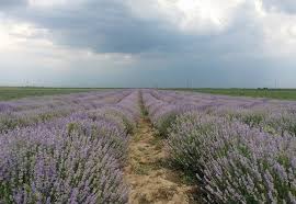 Gros plan sur les lavandes. Ulei De Lavanda Cum Sa Produci Mai Mult Ulei Esential Si Sa L Vinzi Cu Succes La Export