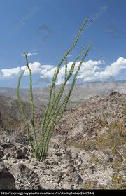 Altman plants, where all of the plants in big box stores come from in the us. Tall Cactus Plant In Desert Mountain With Mountain Rights Managed Image 25439042 Panthermedia Stock Agency
