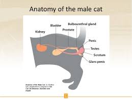 Can you tell if a cat is male or female by looking at the nipples? Slides And Notes For Basic Reproduction Of The Cat