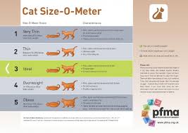 Check out our newborn kitten progression chart. Cat Size O Meter