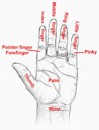 Learn how to draw step by step in a fun way!come join and follow us to learn how to draw. How To Draw Realistic Hands Draw Hands Step By Step Drawing Guide By Catlucker Dragoart Com