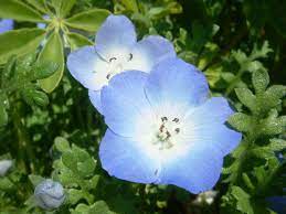 As a baby name, cosmo means order, decency and. Nemophila Wikipedia