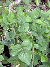 Image result for Neonotonia wightii