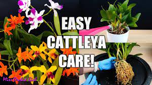 How To Care For Cattleya Orchids Watering Repotting Reblooming More Beginner Guides Youtube Cattleya Orchid Orchid Care Orchid Plant Care