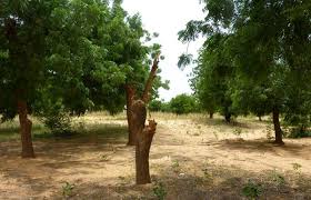 What is a tree cutter called. These Countries Have Lost More Than A Quarter Of Their Trees