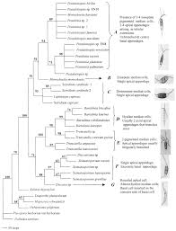 Image result for Macrotyloma daltonii