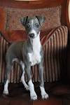 Greyhound Puppies for Sale from Reputable Dog Breeders