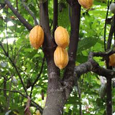 They usually contain two flat seeds, the coffee beans. Cocoa Life Cocoa Growing