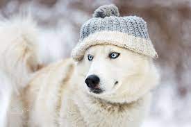 White Husky In Winter White Husky Winter Hats Dog Breeds