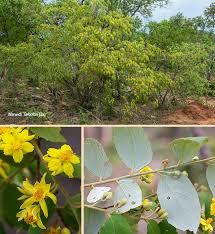 Image result for Grewia monticola