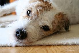 Sep 13, 2019 · be aware of signs of pain, discomfort and distress in your dog. Mammary Tumors In Dogs