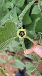 Image result for Physalis pubescens