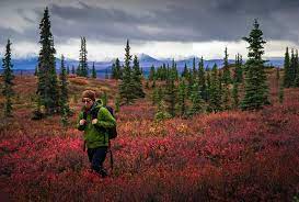 Alaska is the biggest state and the northernmost state. Top 14 Best Hikes In Alaska Lonely Planet