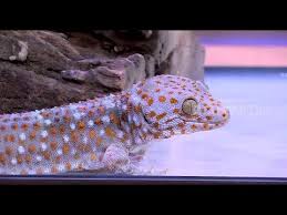 Mitos kejatuhan kotoran cicak dan mitos tentang cicak di berbagai tradisi. Fantastis Tokek Berharga Ratusan Juta Hitam Putih 15 10 18 Part 3 Youtube