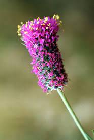 Dalea Purpurea Butterfly Plants Plants Flower Seeds