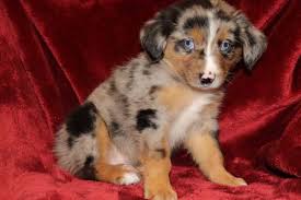 I can barely keep my eyes open. the best way to stop a puppy crying at night is to respond to their needs. How To Stop A Puppy From Crying When Left Alone Puppyfaqs