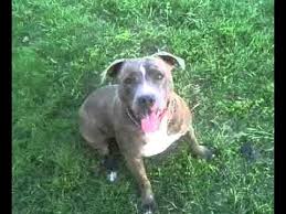 Tiger Stripe Black And Brown Pitbull Blue Nose Pitbull Blue Nose Pitbull Pitbulls Tiger Stripes