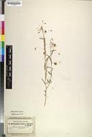 Image result for Hermannia quartiniana