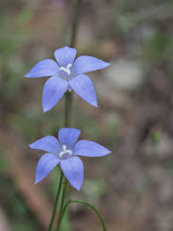 Image result for Wahlenbergia capillacea