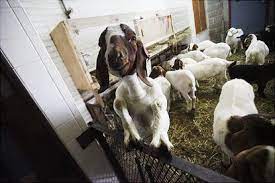 Goat kill hunter attacks 'ignorant people'. Chinese Woman Killing A Goat Inside Gadhimai The World S Biggest Ritual Slaughter Cnn A Woman Slaughtering An Animal Ø¹ÙˆØ±Øª Ø¬Ø§Ù†ÙˆØ± Ø°Ø¨Ø­ Ú©Ø±ØªÛ' ÛÙˆØ¦Û' Decoracion De Unas