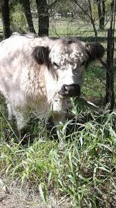 Black And White Cow Breeds Australia Miniature Galloway Cow We Breed And Sell Miniature White Galloway Cattle Qld Australia Heritagevalleyminiatu Miniature Cow Breeds Galloway Cattle Farm Animals